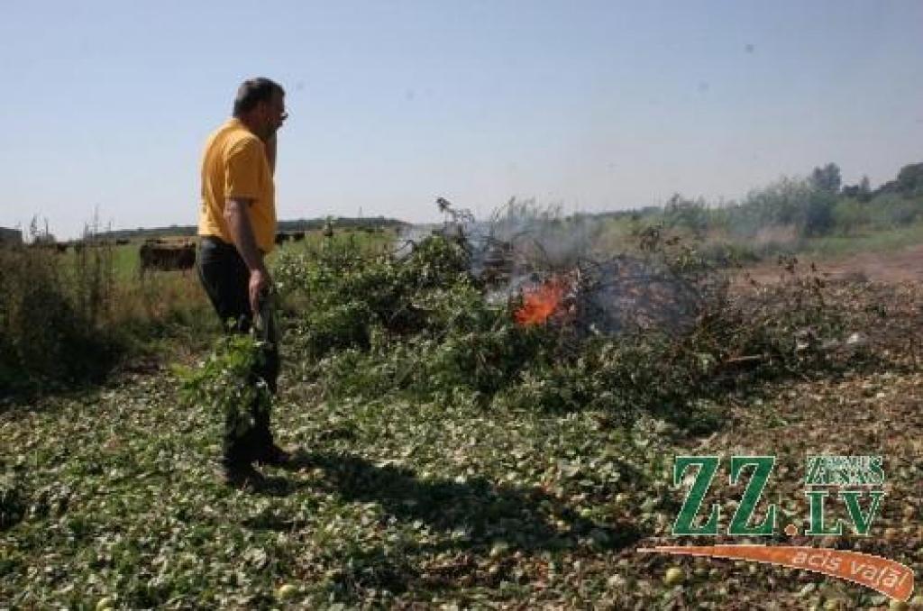 Valsts augu aizsardzības dienesta (VAAD) Augu karantīnas departamenta direktors Agris Bokums stāsta, ka līdz šim darbi veikušies raiti pēc plāna.
Autors: Krišjānis Grantiņš.