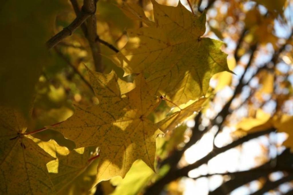 Nāk rudens... ko gan citu, ja ne apgleznot Latviju...
Autors: Inga Karlinska