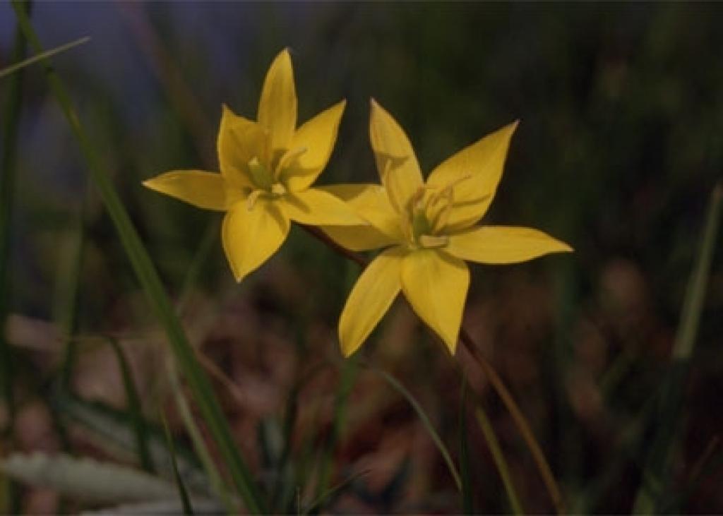 Jelgavas rajona augu vēstniece - meža tulpe.
Autors: No www.latvijasdaba.lv.