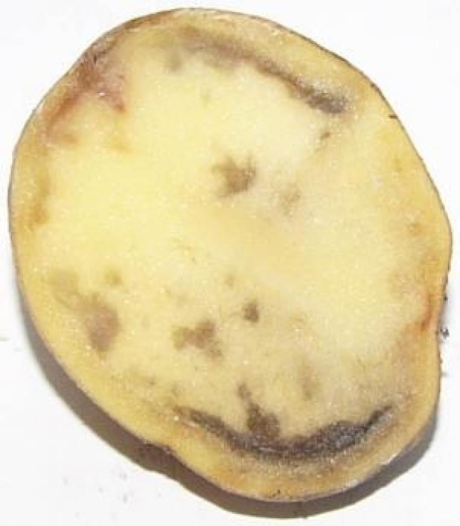 Kartupeļu lakstu puve par sevi var likt manīt arī tikai pēc tam, kad tupeņi jau zināmu laiku uzglabāti pagrabā.
Autors: www.vegetables.com