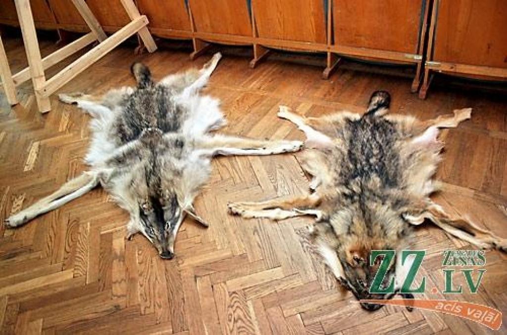 Šonedēļ Latvijas Lauksaimniecības universitātes (LLU) Meža fakultātē apskatāma medību trofeju izstāde, kas būs atvērta līdz sestdienai, 23.maijam. Izstādē izvietoti 146 eksponāti, kurus sarūpējuši LLU studenti, mācībspēki, absolventi un...