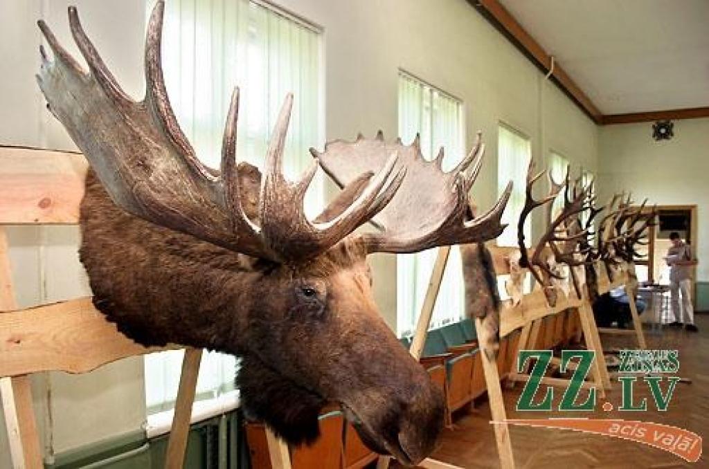 Šonedēļ Latvijas Lauksaimniecības universitātes (LLU) Meža fakultātē apskatāma medību trofeju izstāde, kas būs atvērta līdz sestdienai, 23.maijam. Izstādē izvietoti 146 eksponāti, kurus sarūpējuši LLU studenti, mācībspēki, absolventi un...