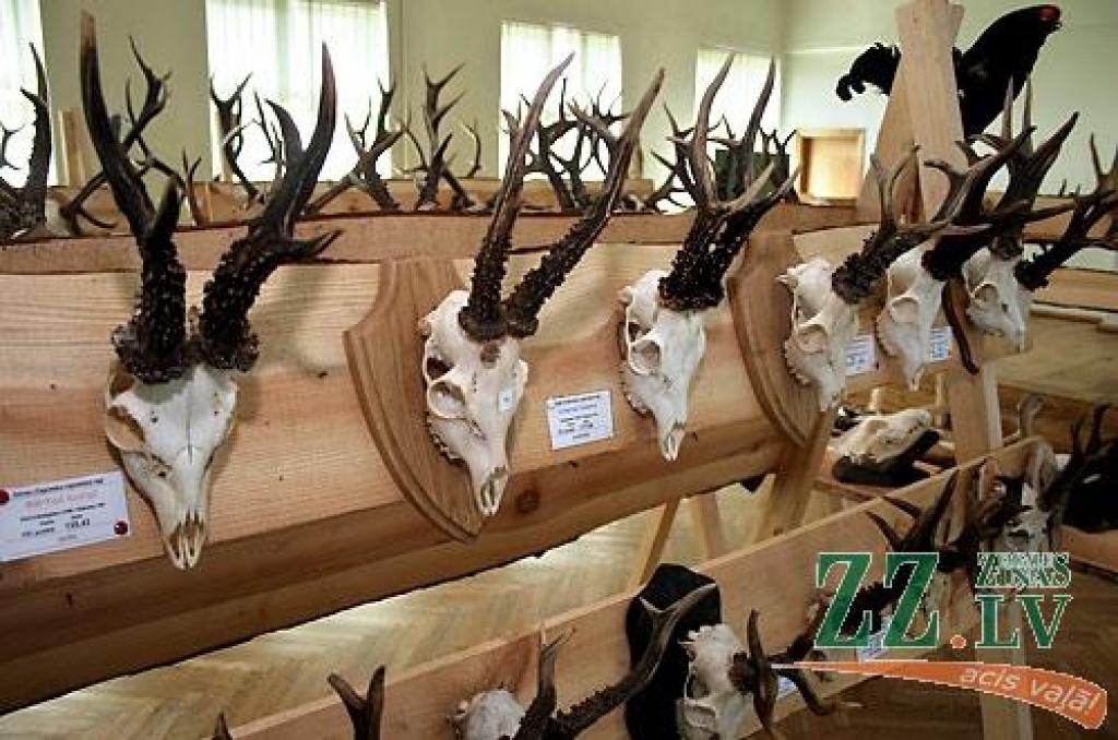 Šonedēļ Latvijas Lauksaimniecības universitātes (LLU) Meža fakultātē apskatāma medību trofeju izstāde, kas būs atvērta līdz sestdienai, 23.maijam. Izstādē izvietoti 146 eksponāti, kurus sarūpējuši LLU studenti, mācībspēki, absolventi un...
