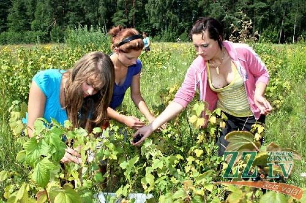 Radošo domu un darbu centrā «Svētelis» jaunieši gatavojas ziemai un šobrīd tur ir karstākais un aktīvākais konservēšanas laiks. Krājumi tiek gatavoti, lai ar tiem ziemā papildinātu labdarības virtuves ēdienkarti.
