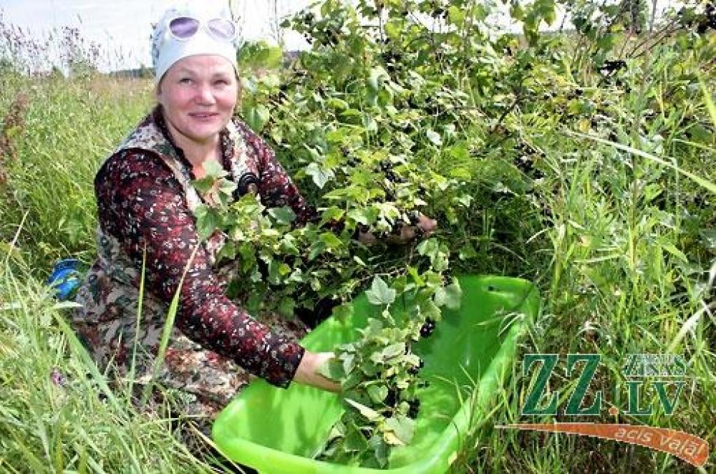 Radošo domu un darbu centrā «Svētelis» jaunieši gatavojas ziemai un šobrīd tur ir karstākais un aktīvākais konservēšanas laiks. Krājumi tiek gatavoti, lai ar tiem ziemā papildinātu labdarības virtuves ēdienkarti.