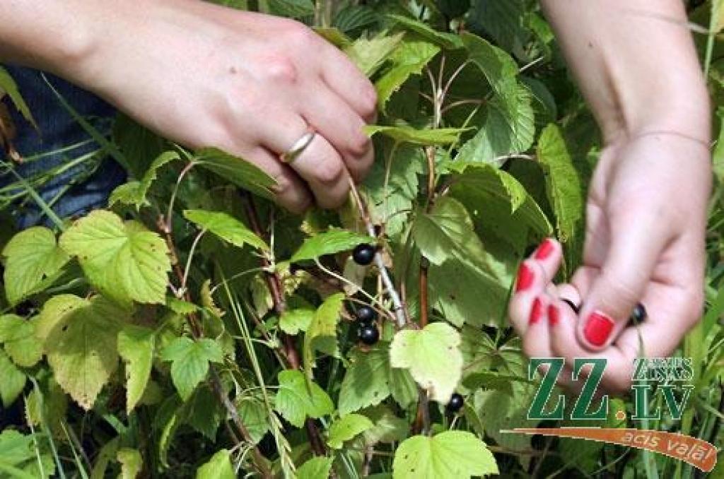 Radošo domu un darbu centrā «Svētelis» jaunieši gatavojas ziemai un šobrīd tur ir karstākais un aktīvākais konservēšanas laiks. Krājumi tiek gatavoti, lai ar tiem ziemā papildinātu labdarības virtuves ēdienkarti.