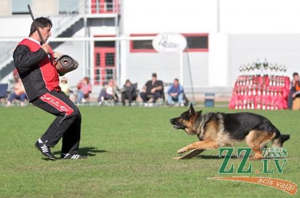 Nedēļas nogalē Ozolniekos aizvadīta sestā Baltijas valstu specializētā vācu aitu suņu šķirnes izstāde, kurā piedalījās šo dzīvnieku audzētāji no Latvijas, Lietuvas, Igaunijas, Krievijas, Baltkrievijas, Ukrainas, Vācijas un Zviedrijas.