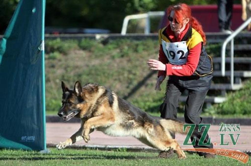 Nedēļas nogalē Ozolniekos aizvadīta sestā Baltijas valstu specializētā vācu aitu suņu šķirnes izstāde, kurā piedalījās šo dzīvnieku audzētāji no Latvijas, Lietuvas, Igaunijas, Krievijas, Baltkrievijas, Ukrainas, Vācijas un Zviedrijas.