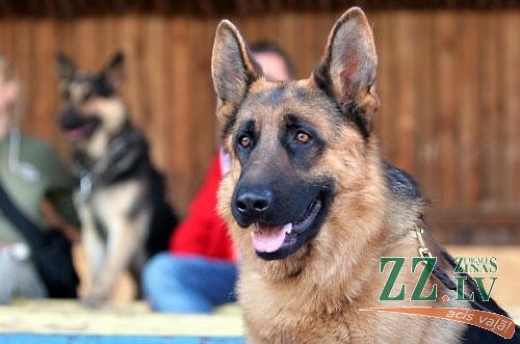 Nedēļas nogalē Ozolniekos aizvadīta sestā Baltijas valstu specializētā vācu aitu suņu šķirnes izstāde, kurā piedalījās šo dzīvnieku audzētāji no Latvijas, Lietuvas, Igaunijas, Krievijas, Baltkrievijas, Ukrainas, Vācijas un Zviedrijas.