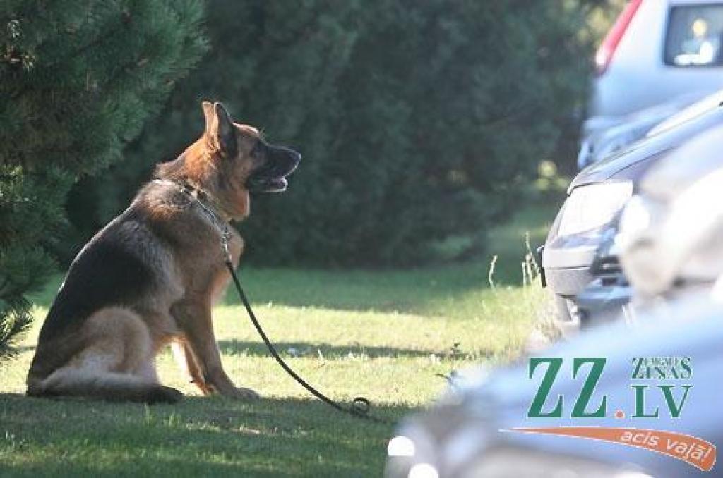 Nedēļas nogalē Ozolniekos aizvadīta sestā Baltijas valstu specializētā vācu aitu suņu šķirnes izstāde, kurā piedalījās šo dzīvnieku audzētāji no Latvijas, Lietuvas, Igaunijas, Krievijas, Baltkrievijas, Ukrainas, Vācijas un Zviedrijas.