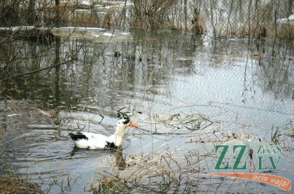 Jelgavā ceturtdien Lielupes līmenis turpināja augt, un, ja rītu sagaidījām pie 3,22 metriem, tad vakarā bija jau 3,32 metri. Plašāka pilsētas daļa var applūst pie 3,50 m līmeņa, bet jau no rīta redzējām, ka slēgta Uzvaras iela ar parku, un...
Autors: > www.zz.lv