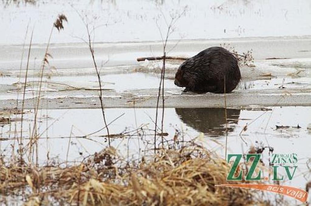 Pārdesmit vietējo iedzīvotāju, kā arī garāmbraucēji no Staļģenes tilta 22.martā ap pusdienlaiku nolūkojās ledus iešanā, kas šajā vietā Lielupē turpinājās nepilnu stundu.
Starp vērotājiem bija arī Sidrabenes pagasta Baznīckroga māju...
Autors: > www.zz.lv