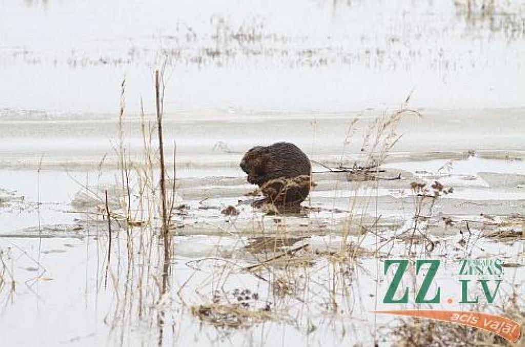 Pārdesmit vietējo iedzīvotāju, kā arī garāmbraucēji no Staļģenes tilta 22.martā ap pusdienlaiku nolūkojās ledus iešanā, kas šajā vietā Lielupē turpinājās nepilnu stundu.
Starp vērotājiem bija arī Sidrabenes pagasta Baznīckroga māju...
Autors: > www.zz.lv