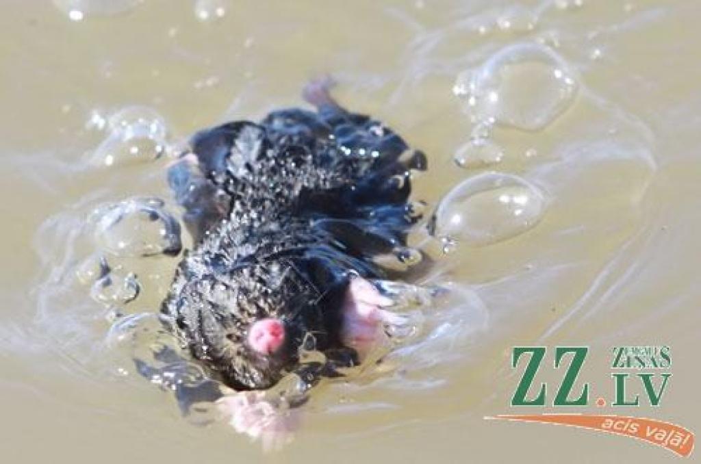 Pārdesmit vietējo iedzīvotāju, kā arī garāmbraucēji no Staļģenes tilta 22.martā ap pusdienlaiku nolūkojās ledus iešanā, kas šajā vietā Lielupē turpinājās nepilnu stundu.
Starp vērotājiem bija arī Sidrabenes pagasta Baznīckroga māju...
Autors: > www.zz.lv