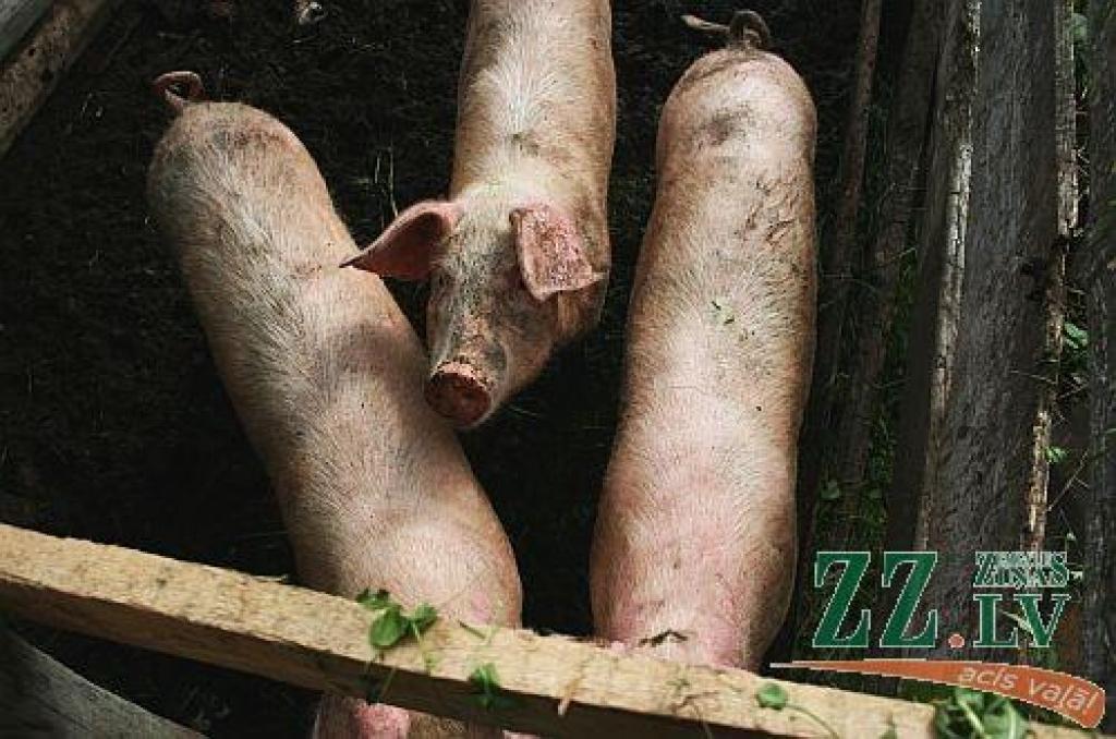Autors: Agris Samcovs
