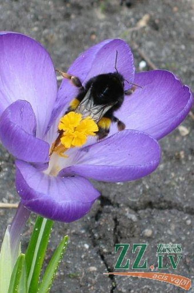 Dabā mostas pavasaris, arī pils parkā jaušamas pavasara vēsmas – uzziedējuši pirmie krokusi, īrisi un hiacintes. Arī tulpes pamazām sāk raisīt savus pumpurus.
