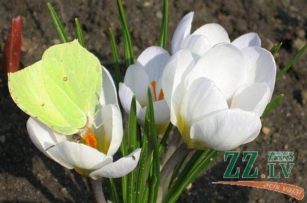 Dabā mostas pavasaris, arī pils parkā jaušamas pavasara vēsmas – uzziedējuši pirmie krokusi, īrisi un hiacintes. Arī tulpes pamazām sāk raisīt savus pumpurus.