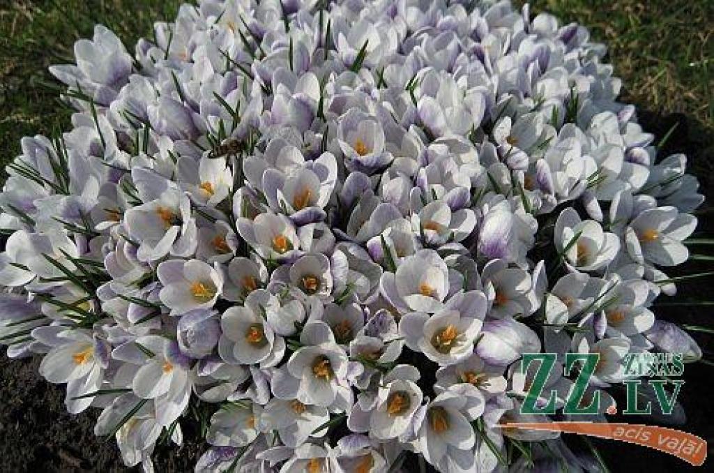 Dabā mostas pavasaris, arī pils parkā jaušamas pavasara vēsmas – uzziedējuši pirmie krokusi, īrisi un hiacintes. Arī tulpes pamazām sāk raisīt savus pumpurus.