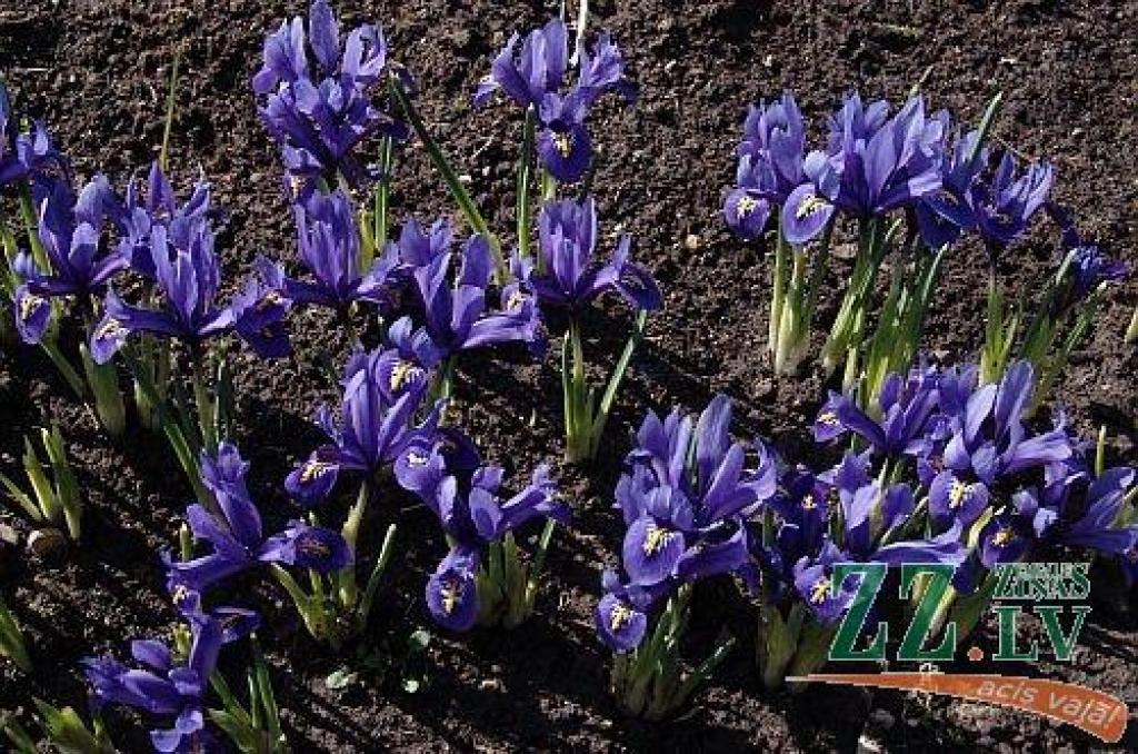 Dabā mostas pavasaris, arī pils parkā jaušamas pavasara vēsmas – uzziedējuši pirmie krokusi, īrisi un hiacintes. Arī tulpes pamazām sāk raisīt savus pumpurus.