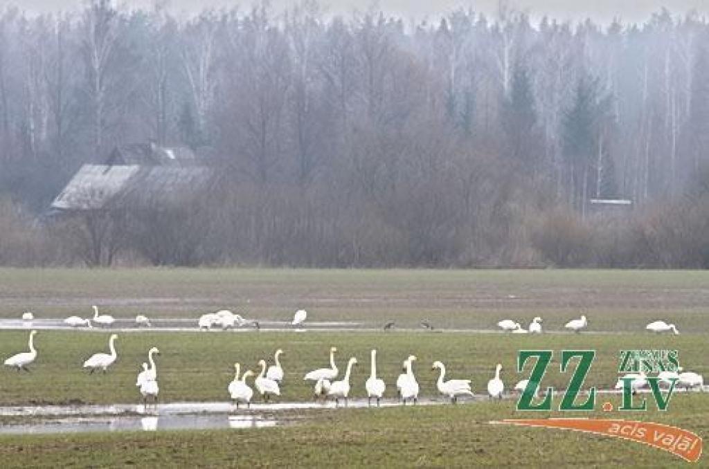Šādu gulbju bara pulcēšanos šorīt «Zemgales Ziņu» fotogrāfs novēroja Platones pagastā, netālu no Lietuvas šosejas.