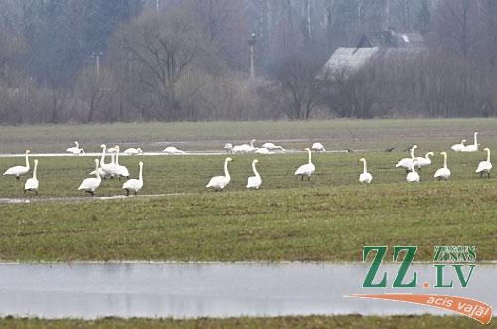 Šādu gulbju bara pulcēšanos šorīt «Zemgales Ziņu» fotogrāfs novēroja Platones pagastā, netālu no Lietuvas šosejas.