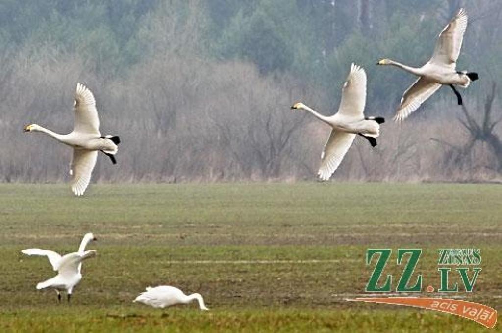 Šādu gulbju bara pulcēšanos šorīt «Zemgales Ziņu» fotogrāfs novēroja Platones pagastā, netālu no Lietuvas šosejas.