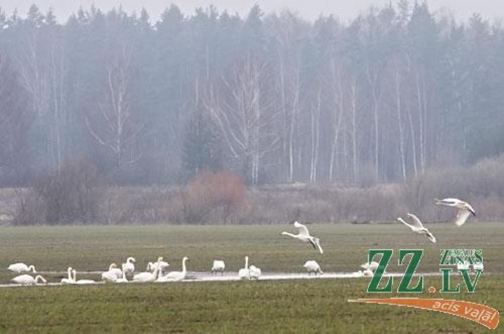 Šādu gulbju bara pulcēšanos šorīt «Zemgales Ziņu» fotogrāfs novēroja Platones pagastā, netālu no Lietuvas šosejas.