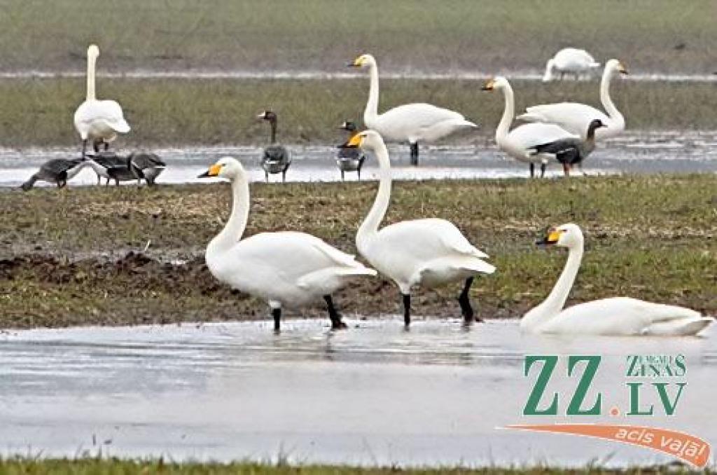 Šādu gulbju bara pulcēšanos šorīt «Zemgales Ziņu» fotogrāfs novēroja Platones pagastā, netālu no Lietuvas šosejas.