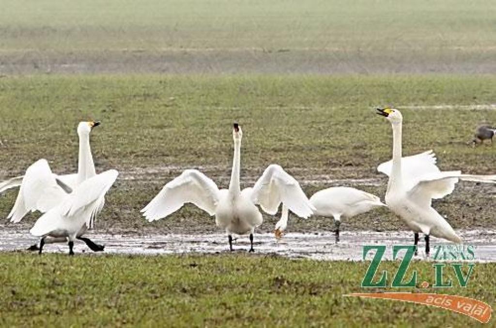 Šādu gulbju bara pulcēšanos šorīt «Zemgales Ziņu» fotogrāfs novēroja Platones pagastā, netālu no Lietuvas šosejas.