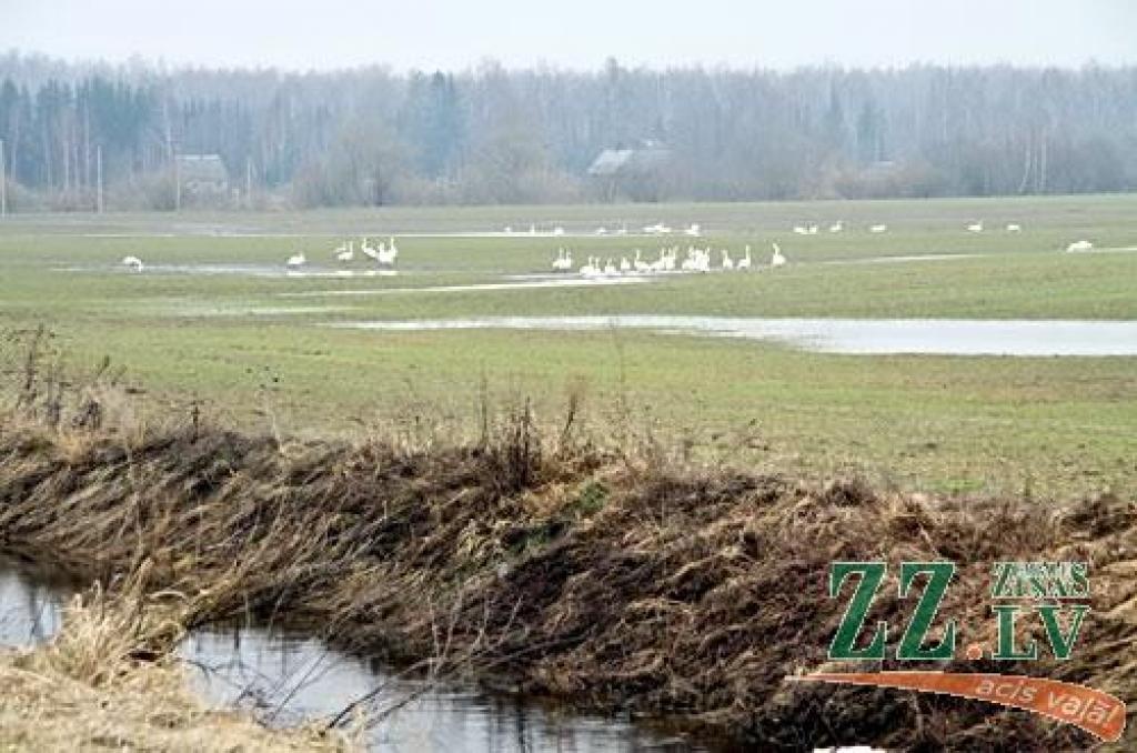 Šādu gulbju bara pulcēšanos šorīt «Zemgales Ziņu» fotogrāfs novēroja Platones pagastā, netālu no Lietuvas šosejas.