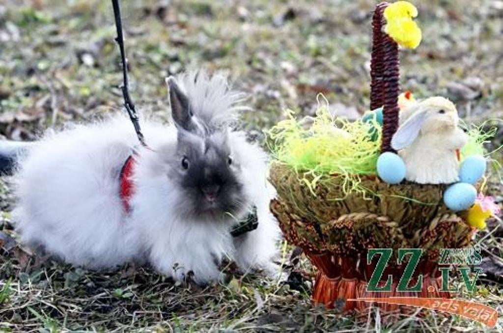 Jelgavas pils parks atkal pulcēja ģimenes uz olu ripināšanām, šūpolēm un citām izdarībām. Šķiet nu jau par gadskārtēju tradīciju kļuvis jautrais gaišzilais zaķis, kas jautri lēkā pie bērniem, un ar savu vasarīgo tērpu liek noprast, ka...