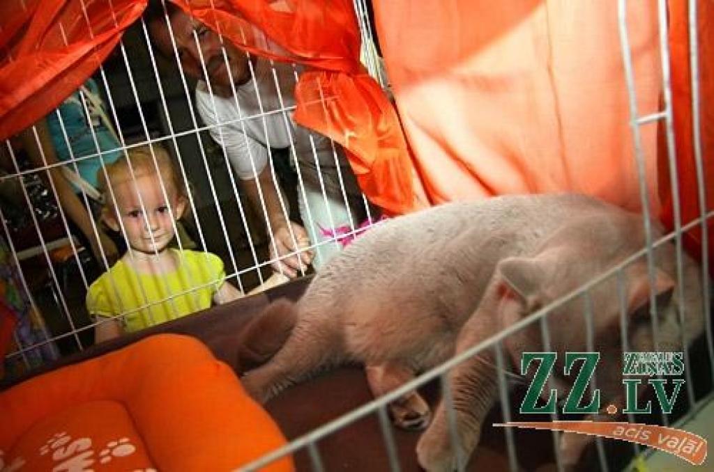 Svētdien Jelgavā turpināsies starptautiska kaķu izstāde «Jelgavas kaķis», kurā savu simpātiju izraudzīsies arī skatītāji.
Pasākuma iniciatori ir kaķu mīļotāju klubs «Rebuss», ar kura starpniecību izstādē piedalāš vairāk nekā 300 dažādu...