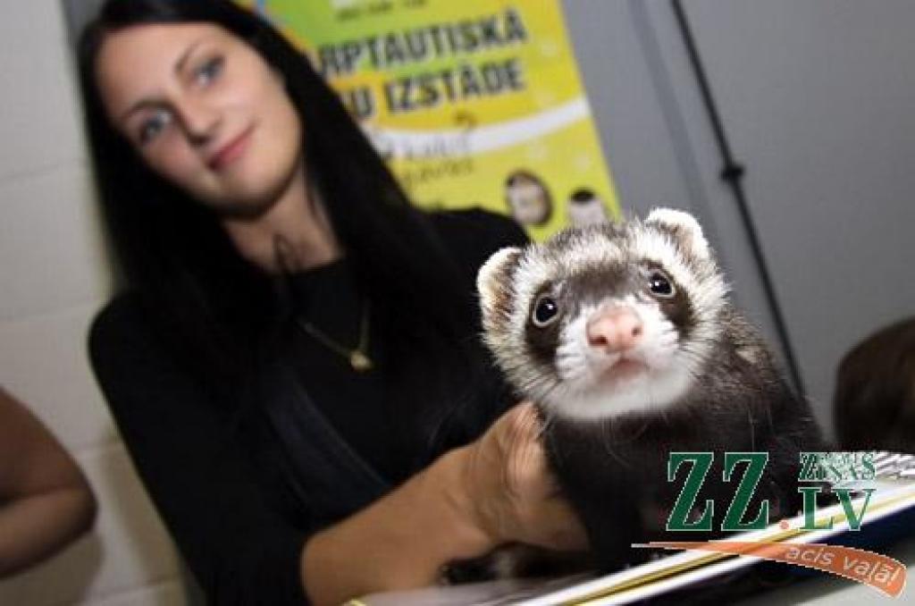 Svētdien Jelgavā turpināsies starptautiska kaķu izstāde «Jelgavas kaķis», kurā savu simpātiju izraudzīsies arī skatītāji.
Pasākuma iniciatori ir kaķu mīļotāju klubs «Rebuss», ar kura starpniecību izstādē piedalāš vairāk nekā 300 dažādu...