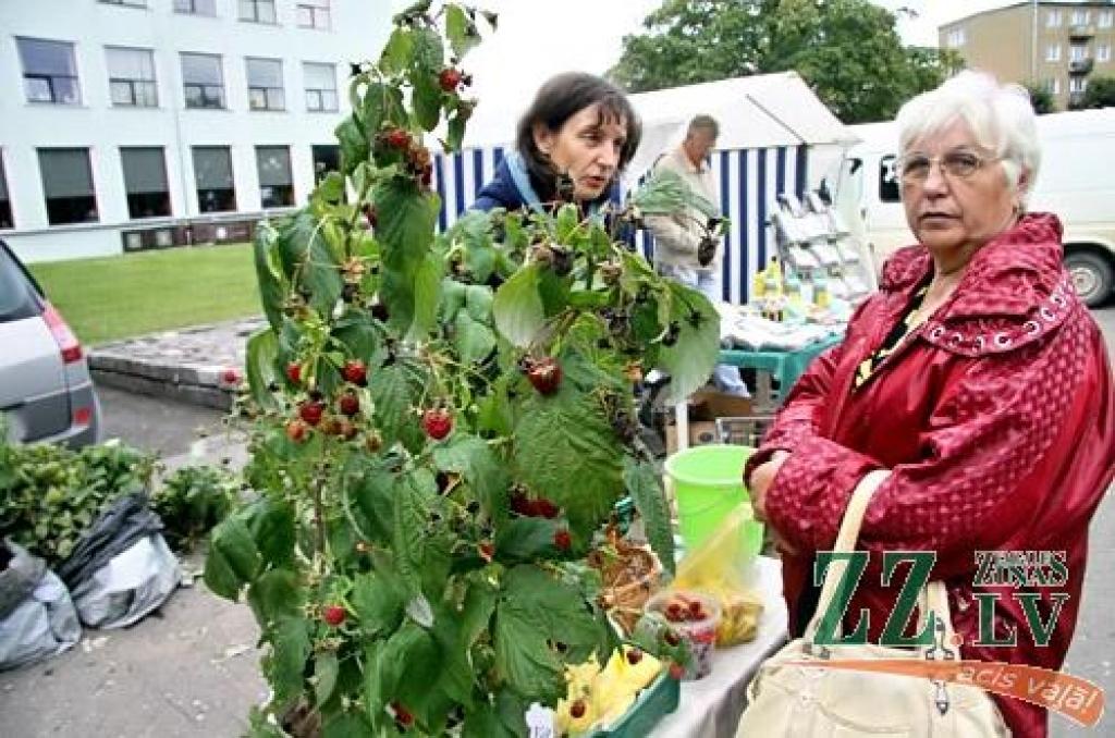 Līdz pašiem Miķeļiem gan vēl pusotra nedēļa, tomēr jelgavnieki nolēma daudz nekavēties un tradicionālo gadatirgu «Miķeļdienu gaidot!» Hercoga Jēkaba laukumā sarīkoja jau 17. septembrī – Saeimas ārkārtas vēlēšanu sestdienā. Droši vien tas...