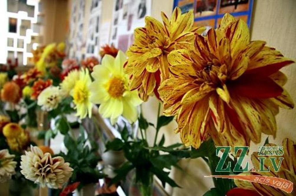 Kolekcijas autorei – Valsts ģimnāzijas direktora vietniecei izglītības darbā Aldai Spirģei – dālijas iepatikušās kā krāsās un formās ļoti daudzveidīgas puķes. «Neesmu selekcionāre, esmu kolekcionāre,» uzsver dāliju audzētāja. Lai...