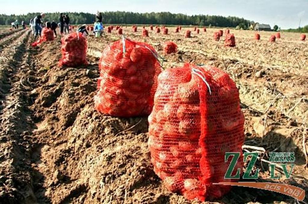 Autors: Agris Samcovs