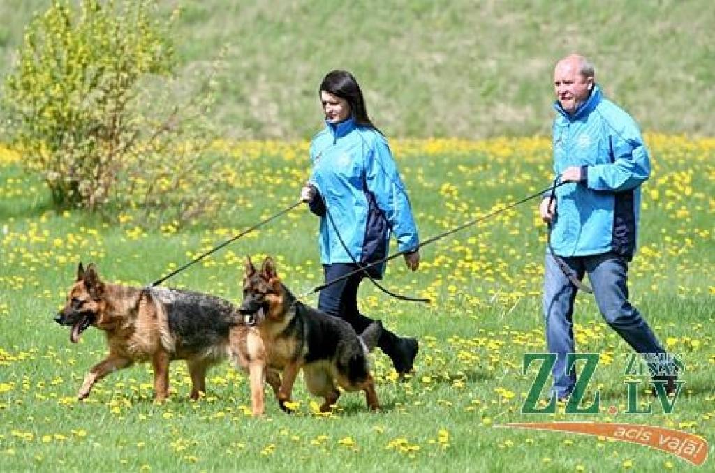 Sestdien un svētdien Jaunsvirlaukas pagasta «Līčos» notiek gadskārtējā Latvijas Vācu aitu suņu kluba izstāde. Šogad tā pulcē dalībniekus no Latvijas, Lietuvas, Igaunijas, Somijas, Krievijas, Ukrainas un Vācijas.  Dalību izstādē pieteikuši...