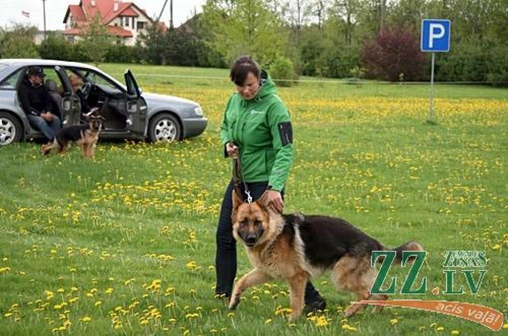Sestdien un svētdien Jaunsvirlaukas pagasta «Līčos» notiek gadskārtējā Latvijas Vācu aitu suņu kluba izstāde. Šogad tā pulcē dalībniekus no Latvijas, Lietuvas, Igaunijas, Somijas, Krievijas, Ukrainas un Vācijas. Dalību izstādē pieteikuši...
