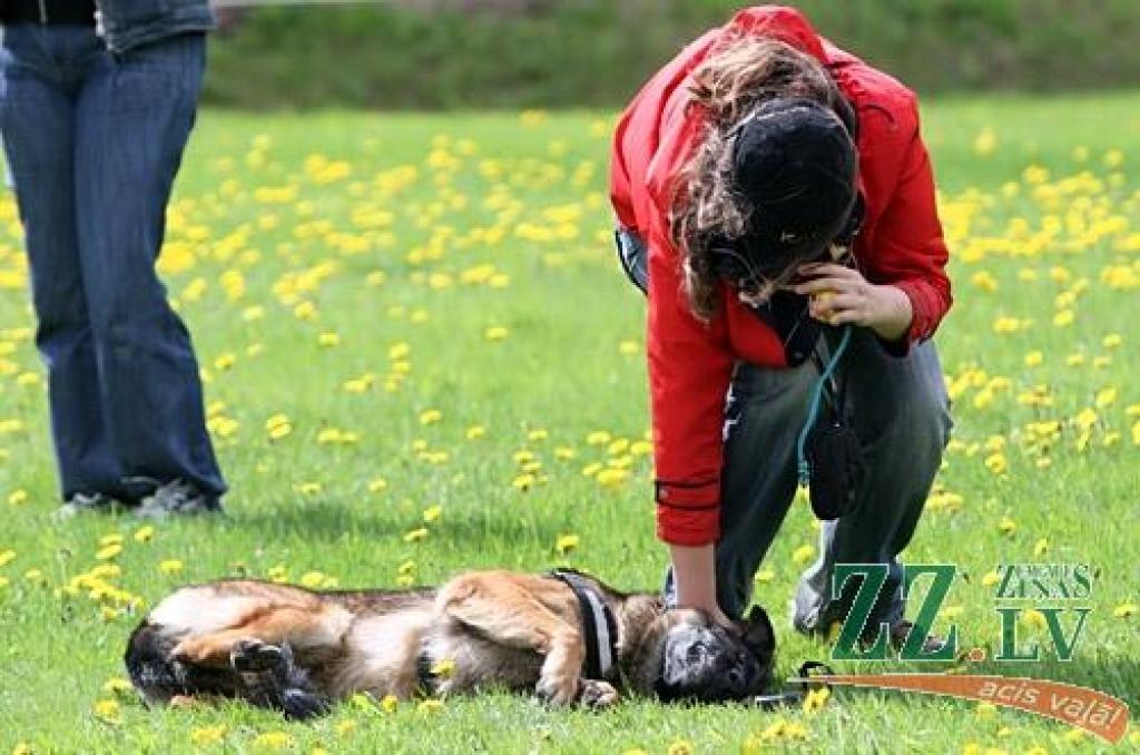 Sestdien un svētdien Jaunsvirlaukas pagasta «Līčos» notiek gadskārtējā Latvijas Vācu aitu suņu kluba izstāde. Šogad tā pulcē dalībniekus no Latvijas, Lietuvas, Igaunijas, Somijas, Krievijas, Ukrainas un Vācijas. Dalību izstādē pieteikuši...