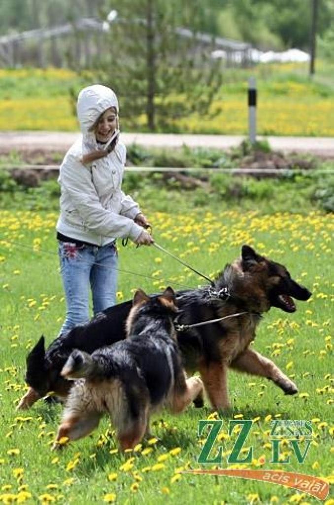 Sestdien un svētdien Jaunsvirlaukas pagasta «Līčos» notiek gadskārtējā Latvijas Vācu aitu suņu kluba izstāde. Šogad tā pulcē dalībniekus no Latvijas, Lietuvas, Igaunijas, Somijas, Krievijas, Ukrainas un Vācijas. Dalību izstādē pieteikuši...