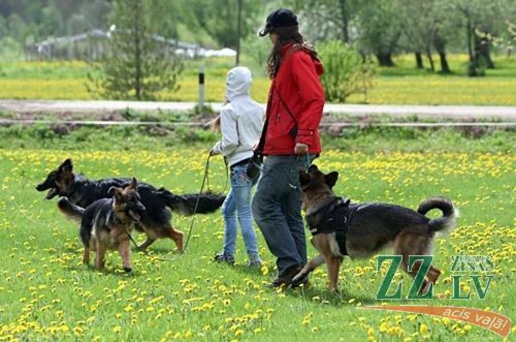 Sestdien un svētdien Jaunsvirlaukas pagasta «Līčos» notiek gadskārtējā Latvijas Vācu aitu suņu kluba izstāde. Šogad tā pulcē dalībniekus no Latvijas, Lietuvas, Igaunijas, Somijas, Krievijas, Ukrainas un Vācijas. Dalību izstādē pieteikuši...