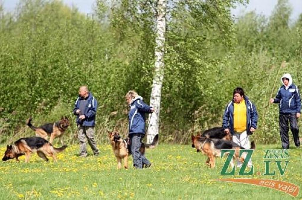 Sestdien un svētdien Jaunsvirlaukas pagasta «Līčos» notiek gadskārtējā Latvijas Vācu aitu suņu kluba izstāde. Šogad tā pulcē dalībniekus no Latvijas, Lietuvas, Igaunijas, Somijas, Krievijas, Ukrainas un Vācijas. Dalību izstādē pieteikuši...