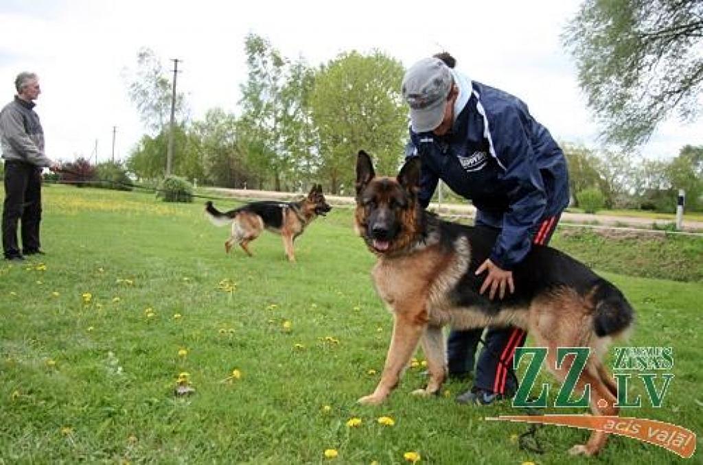 Sestdien un svētdien Jaunsvirlaukas pagasta «Līčos» notiek gadskārtējā Latvijas Vācu aitu suņu kluba izstāde. Šogad tā pulcē dalībniekus no Latvijas, Lietuvas, Igaunijas, Somijas, Krievijas, Ukrainas un Vācijas. Dalību izstādē pieteikuši...