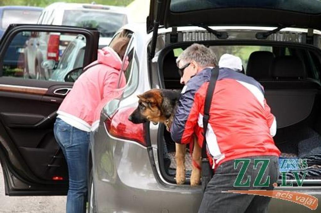 Sestdien un svētdien Jaunsvirlaukas pagasta «Līčos» notiek gadskārtējā Latvijas Vācu aitu suņu kluba izstāde. Šogad tā pulcē dalībniekus no Latvijas, Lietuvas, Igaunijas, Somijas, Krievijas, Ukrainas un Vācijas. Dalību izstādē pieteikuši...