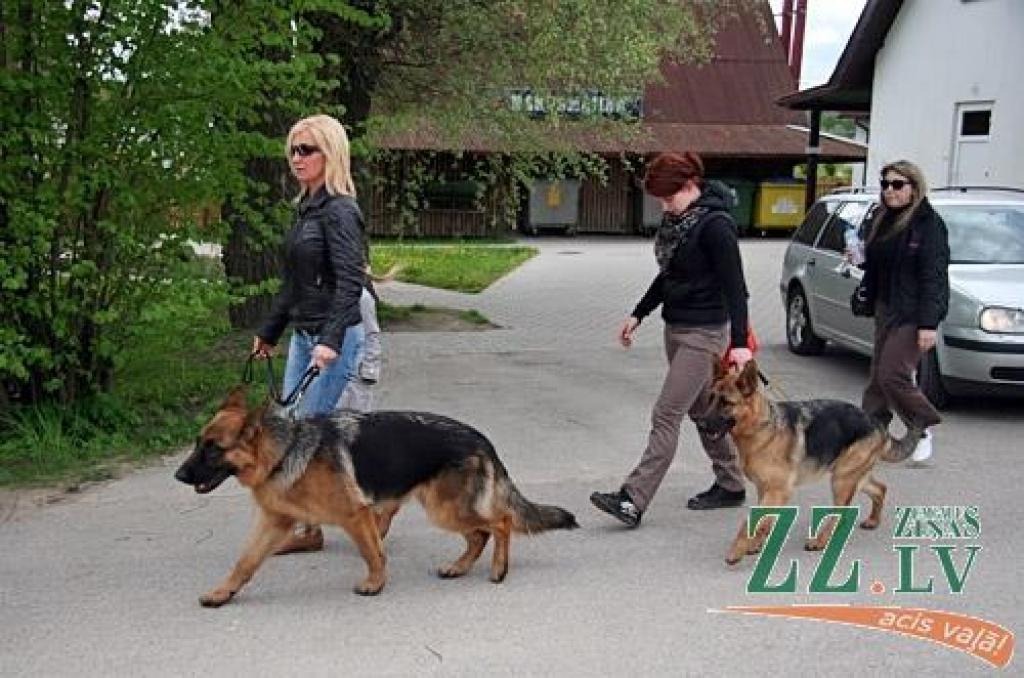 Sestdien un svētdien Jaunsvirlaukas pagasta «Līčos» notiek gadskārtējā Latvijas Vācu aitu suņu kluba izstāde. Šogad tā pulcē dalībniekus no Latvijas, Lietuvas, Igaunijas, Somijas, Krievijas, Ukrainas un Vācijas. Dalību izstādē pieteikuši...