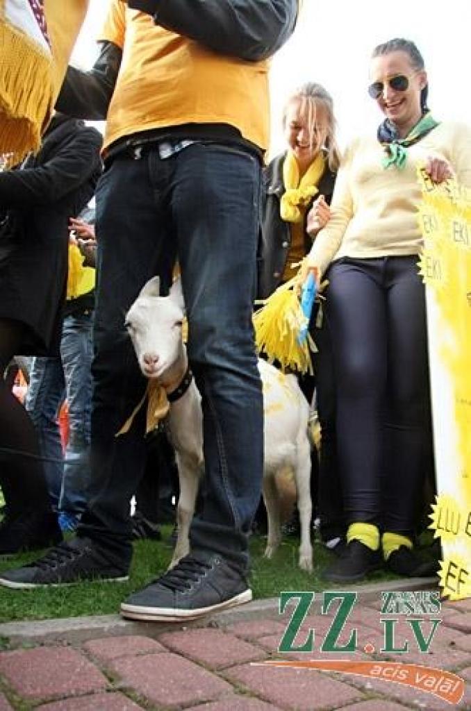 45.Azemitologa svētku galveno – lielo – balvu izcīnījuši pirmā kursa studenti no Tehniskās fakultātes (TF). Mazās balvas ieguvēji – Veterinārmedicīnas fakultāte
LLU zinību vīrs Azemitologs 45.reizi Jelgavas pils pagalmā aicināja iesoļot...
Autors: Agris Samcovs