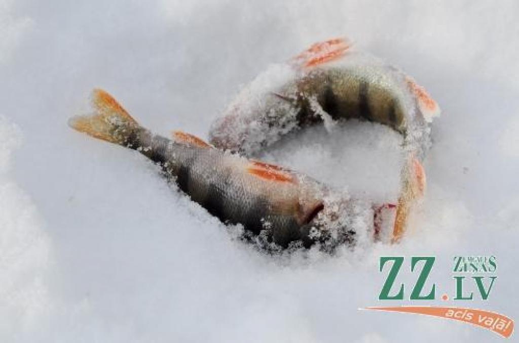 23.februārī vairāki desmiti copmaņu uz Lielupes ledus cīnījās par Jelgavas zemledus makšķerēšanas čempiona titulu. Uzvarētājs savā īpašumā ieguva 200 latu dāvanu karti, pie citām balvām tika arī citi sacensību dalībnieki.