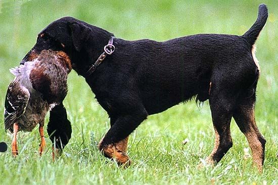 Autors: no hundeinfos.de