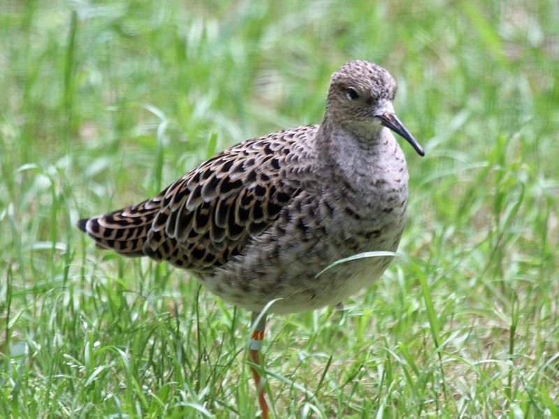 Gugatņu mātīte riesta laikā.
Autors: no http://lv.wikipedia.org/wiki/Gugatnis