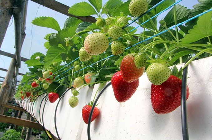 Autors: Agris Samcovs